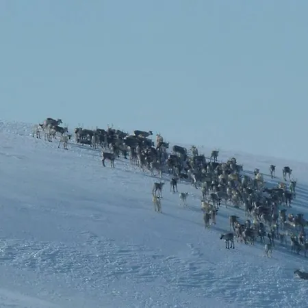 Fjellstoge & Storhytte * Hjartdal