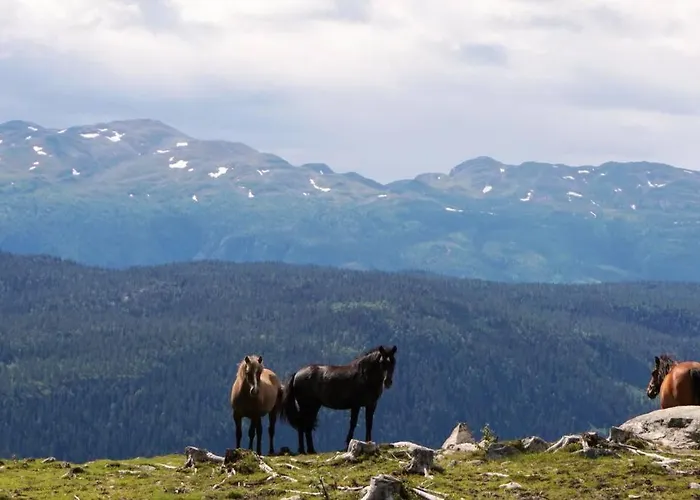 Fjellstoge & Storhytte