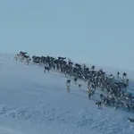 Fjellstoge & Storhytte * Hjartdal